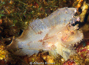 Portrait of a white Leaf Scorpionfish (Taenianotus triaca... by Alberto Romeo 